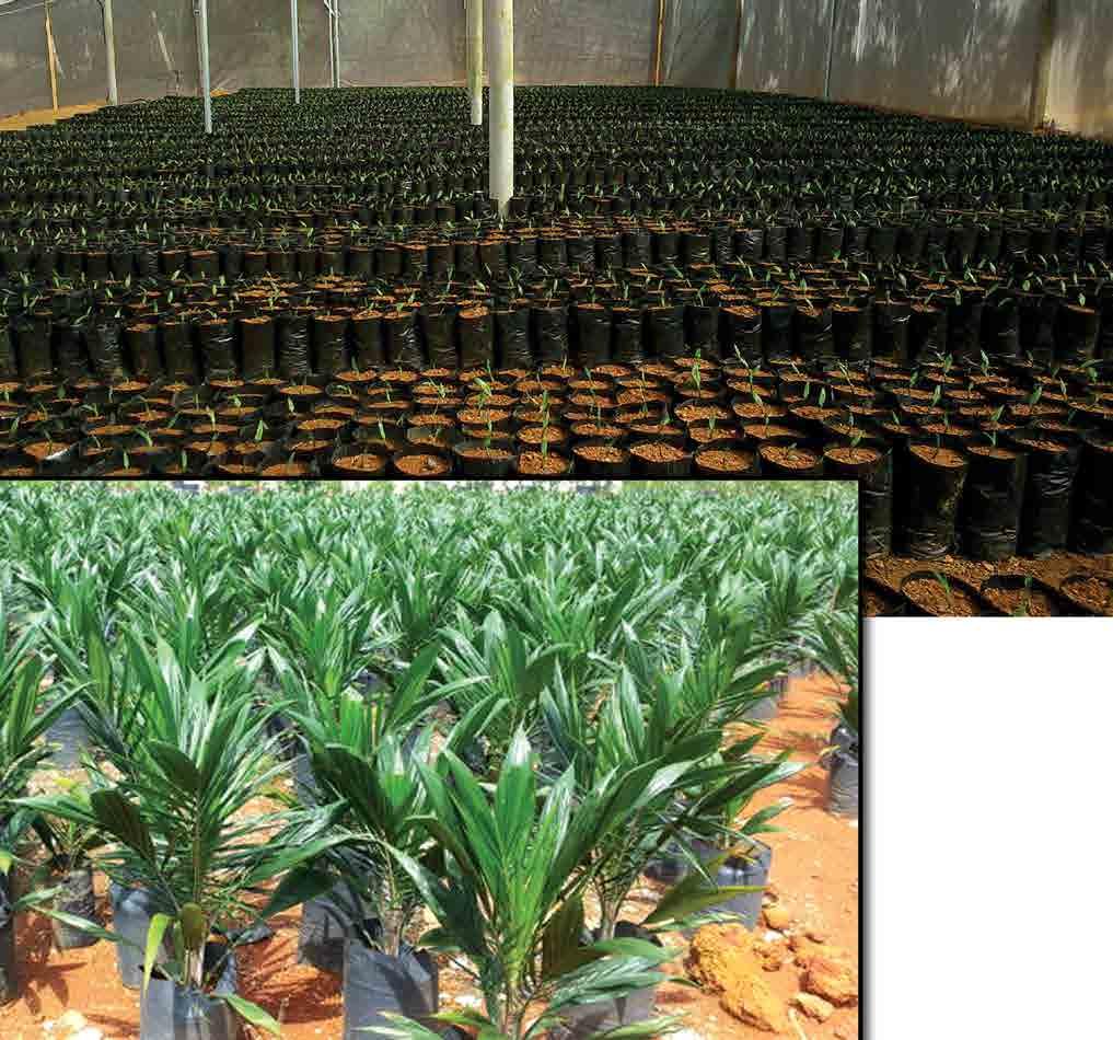 Transforming from the Tradition... Planting Material / Nurseries Selected high quality seeds are imported from the world most reputed Palm Seeds Supplier.