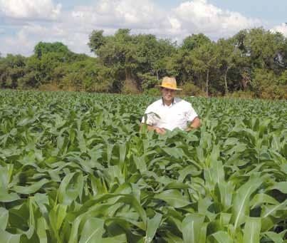 Where corn grows fastest KWS in Brazil Corn is now the most important crop in terms of productivity per unit area. This versatile crop is cultivated worldwide on 162 million hectares.