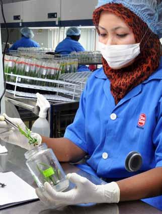 Sime Darby Berhad l Annual Report 2012 Operations Review - Plantation 101 Research and Development Centre Sime Darby Research and Development Centre (R&D Centre) focuses on creating new solutions and