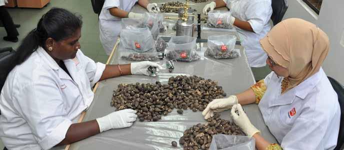 102 Sime Darby Berhad l Annual Report 2012 Operations Review - Plantation The parasitic fungus Metarhizium anisopliae, an effective bio control agent of the rhinoceros beetle has also been