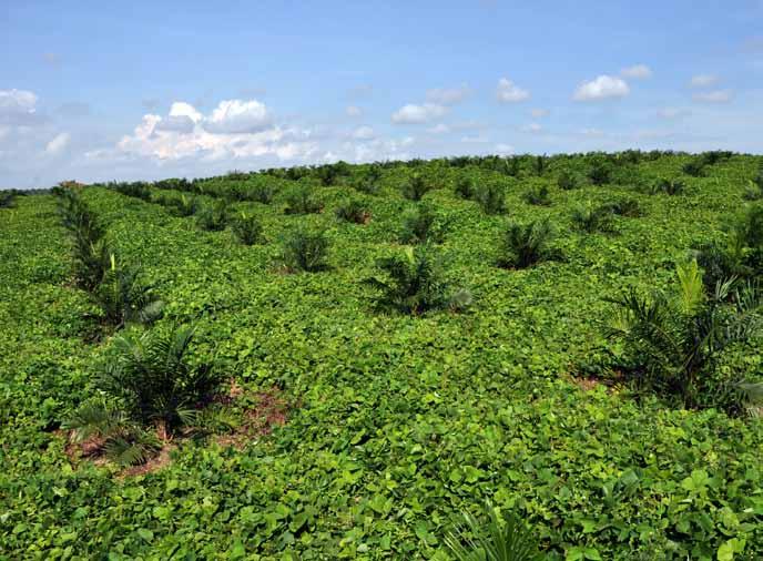 96 Sime Darby Berhad l Annual Report 2012 Operations Review - Plantation Key Activities Upstream Downstream Agribusiness and Foods Research and Development Key Countries of Operations Indonesia