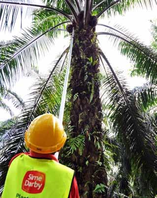 Sime Darby Berhad l Annual Report 2012 Operations Review - Plantation 97 Plantation Upstream In the year under review, the Plantation Division continued to record a marginally lower profit of RM3.