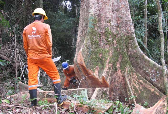 Case studies focussing on forest and biodiversity conservation Forestry workers of Maderacre SAC Oikocredit EcoEnterprises Partners II Maderacre SAC Cooperative Investment in social enterprises and