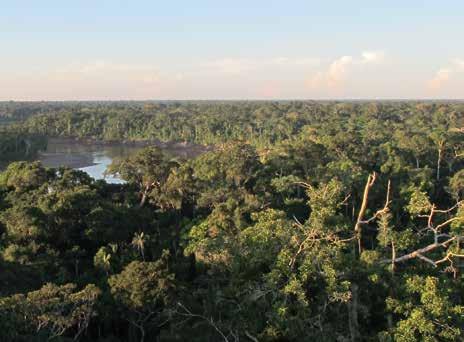 FOREST AND BIODIVERSITY CONSERVATION: A SYNOPSIS Deforestation and loss of biodiversity Forests, especially in the tropics, are important species-rich ecosystems.