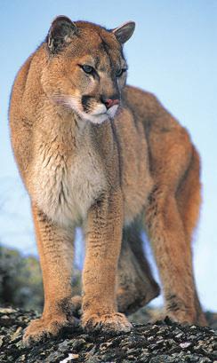 Chapter 7 Activity In 99, Florida introduced 9 mountain lions into its northern region. With animals in the wild, there are two scenarios.