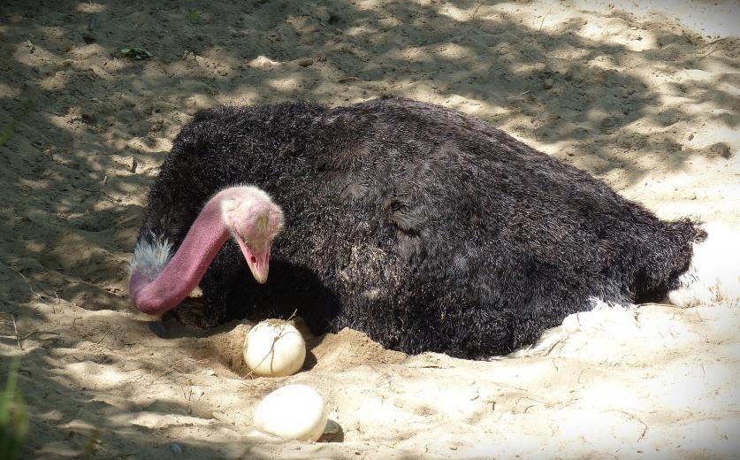 The Ethical Ostrich TRUTH! Ostriches use holes to build nests for their eggs and put their heads in these holes to check on their eggs and turn them.