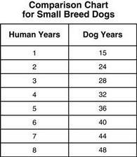 6. The table below shows the relationship between the number of dog years for small breed dogs and the number of human years.