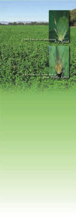 Irrigated Alfalfa Management for Mediterranean and Desert Zones Chapter 24 Corresponding Author: Charles G. Summers (chasum@uckac.