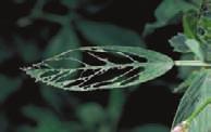. Alfalfa Weevil or Egyptian Alfalfa Weevil [Chapter 9] b.