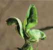 Diagnostic Key to Problems in Alfalfa ANR Publication