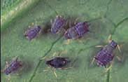 Diagnostic Key to Problems in Alfalfa ANR Publication 8310 5 b. Aphids not green.