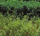 Diagnostic Key to Problems in Alfalfa ANR Publication 8310 7 2.