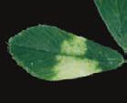 Diagnostic Key to Problems in Alfalfa ANR Publication 8310 8 2.