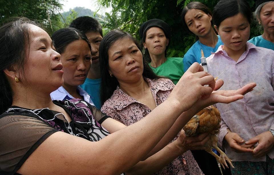 VSP results in Hoa Bình, a total of 130 Veterinary Service points have been established and generated income, in which 125 points have earned stable
