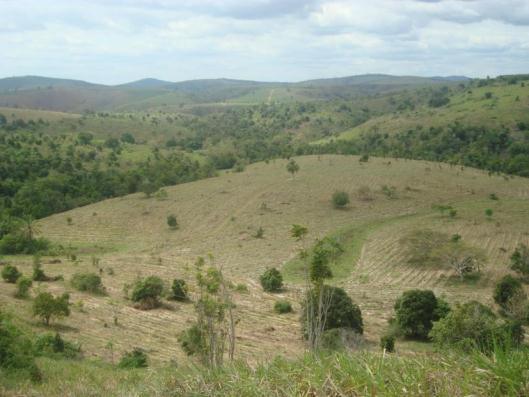 eucalyptus plantations so they can serve as wildlife and flora habitat conservation Studies that evaluate and monitor the conservation of HCV areas