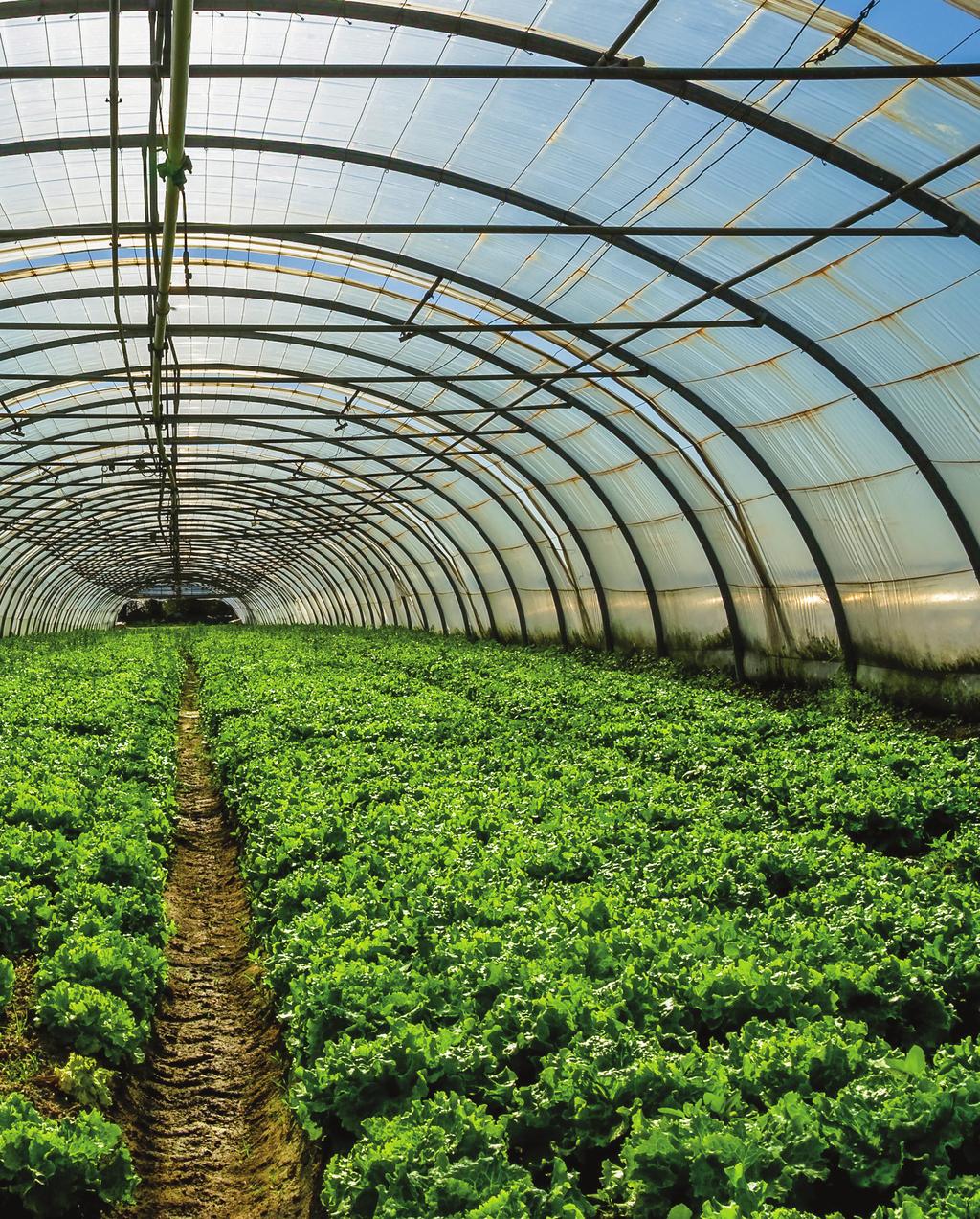 Aon Risk Solutions Risk Solutions for Greenhouse Owners Designed to meet