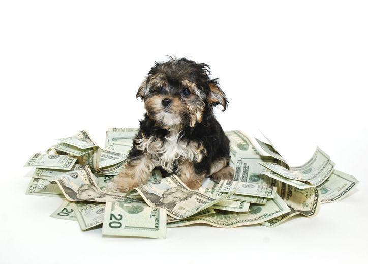 "Hedge That Puppy Capital" Alexander Carley