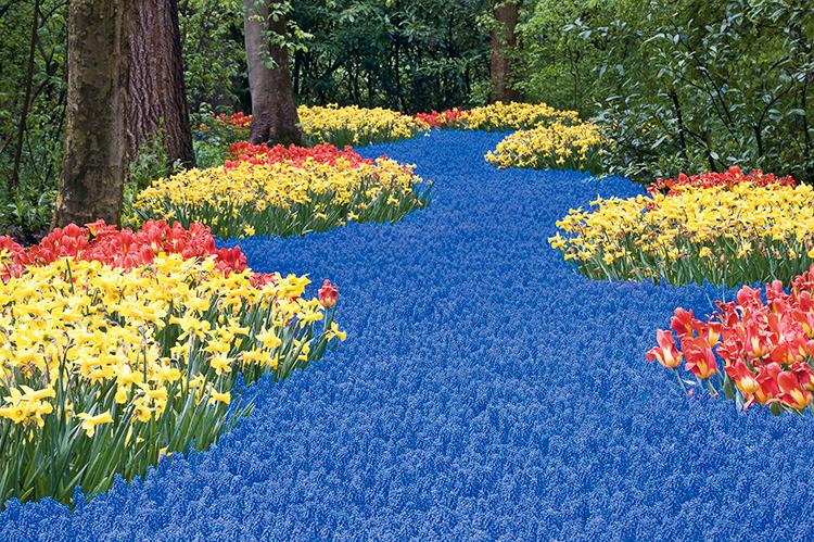 Your trip begins in Lisse, Holland at the world s largest spring bulb garden, Keukenhof Tulip Gardens, featuring a dazzling 79-acre display of 7 million tulips, hyacinths, daffodils and other bulbs