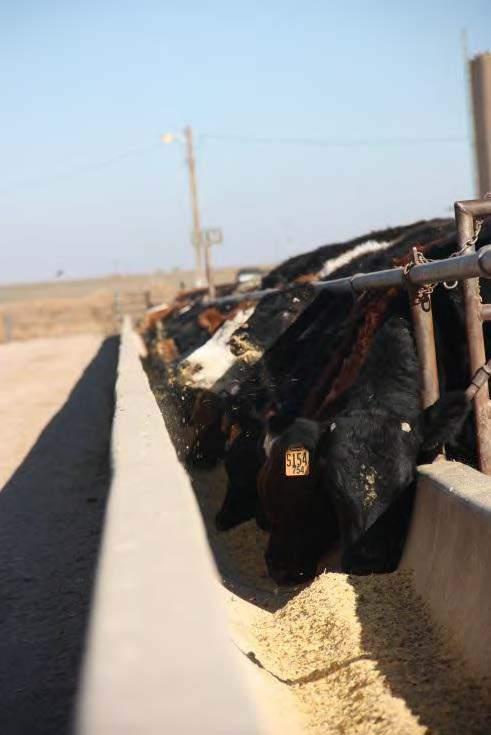 CATTLE FEEDLOT & FEED MILL MANAGEMENT TRAINEE CATTLE FEEDLOT MANAGEMENT TRAINEE As a full-time Cattle Feedlot Operations Trainee you will have the opportunity to work in every department of one of