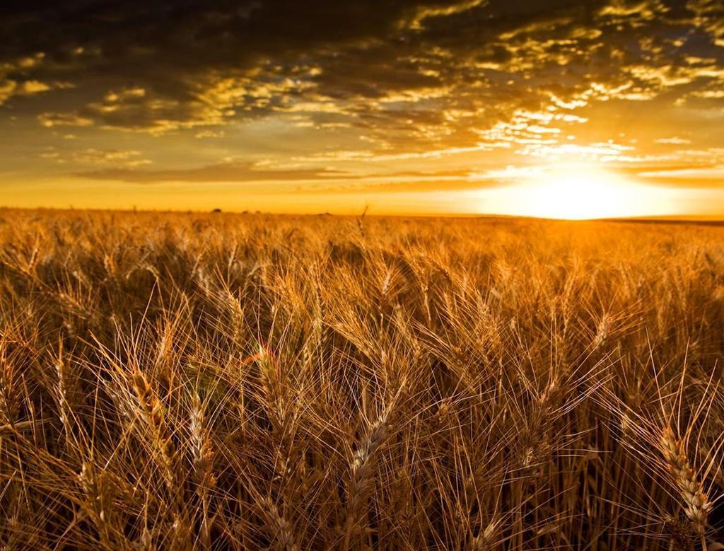 Wheat crop in Bute, Australia