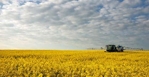 RAPESEED FUTURES Supply and demand: Seasonality: European rapeseed crop main harvest in July/August Rapeseed is a mustard crop grown primarily for