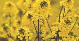 RAPESEED MEAL AND OIL NEW Supply and demand: Growing supply & demand and high price volatility led to launch of Meal and