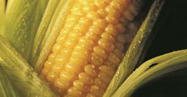 CORN FUTURES Supply and demand: Seasonality: European corn crop harvest is mid August through late October.