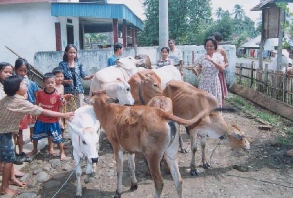 KDP Loan for Women s Cow Breeding Project in South Sumatera Virtually all the benefits have been captured by villagers who report the following direct benefits: improved access to neighboring