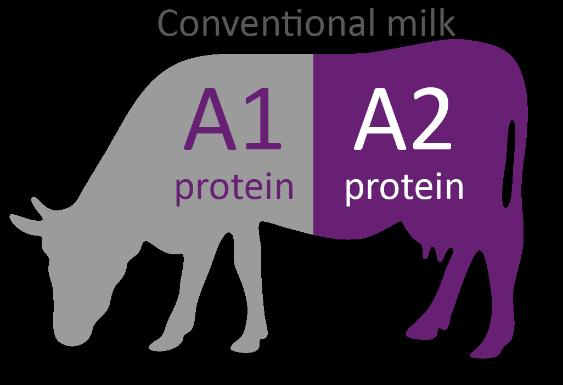 both A1 and A2 types found in conventional cows milk products Uniquely focused on building a branded and differentiated business supported by an integrated