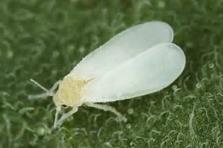 Fruit flies have a wide host range of fruits, vegetables and nuts, and most of Florida s crops, including citrus, fall within the host range. Singhiella simplex Also known as the Fig Whitefly.