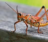 Because of its size and coloration, even one individual in a garden is conspicuous, but occasionally local populations explode to such an extent that the grasshoppers can seriously damage