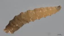 New World Screwworm New World screwworms are fly larvae (maggots) that can infest livestock and other warm-blooded animals, including people.