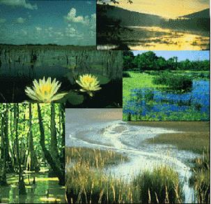 EO 11990 Protection of Wetlands Purpose is to avoid to the extent possible the long and short term adverse impacts associated with the destruction