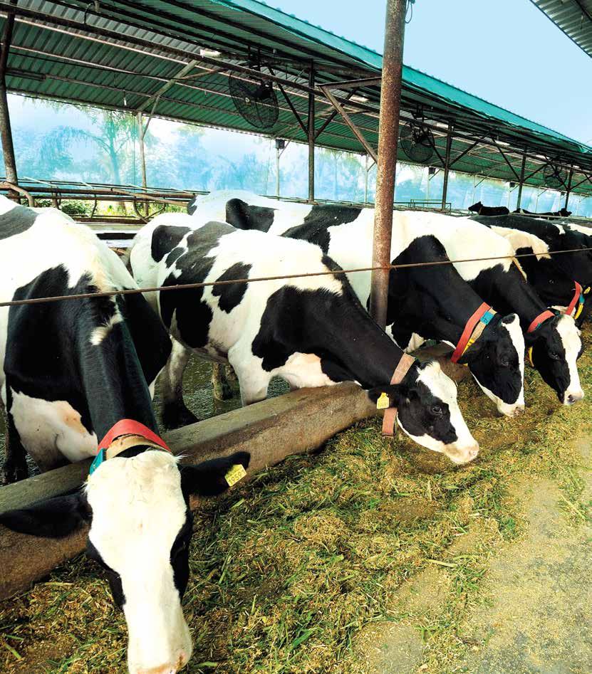 Corporate Overview Bhagyalaxmi Dairy Farm - A Dairy Tourism Hub Have you milked a cow ever? Everyone wants to milk a COW!