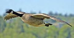 Marital Property Planning Remember, what is good for the goose is good for the gander.