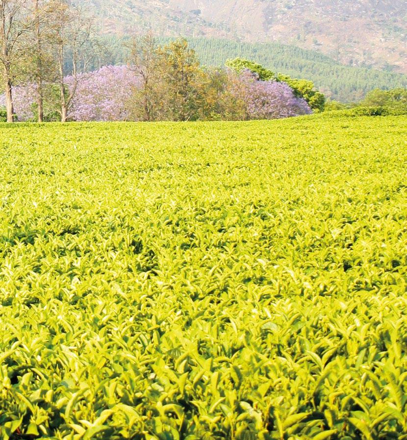 Malawi Tea 2020 Revitalisation
