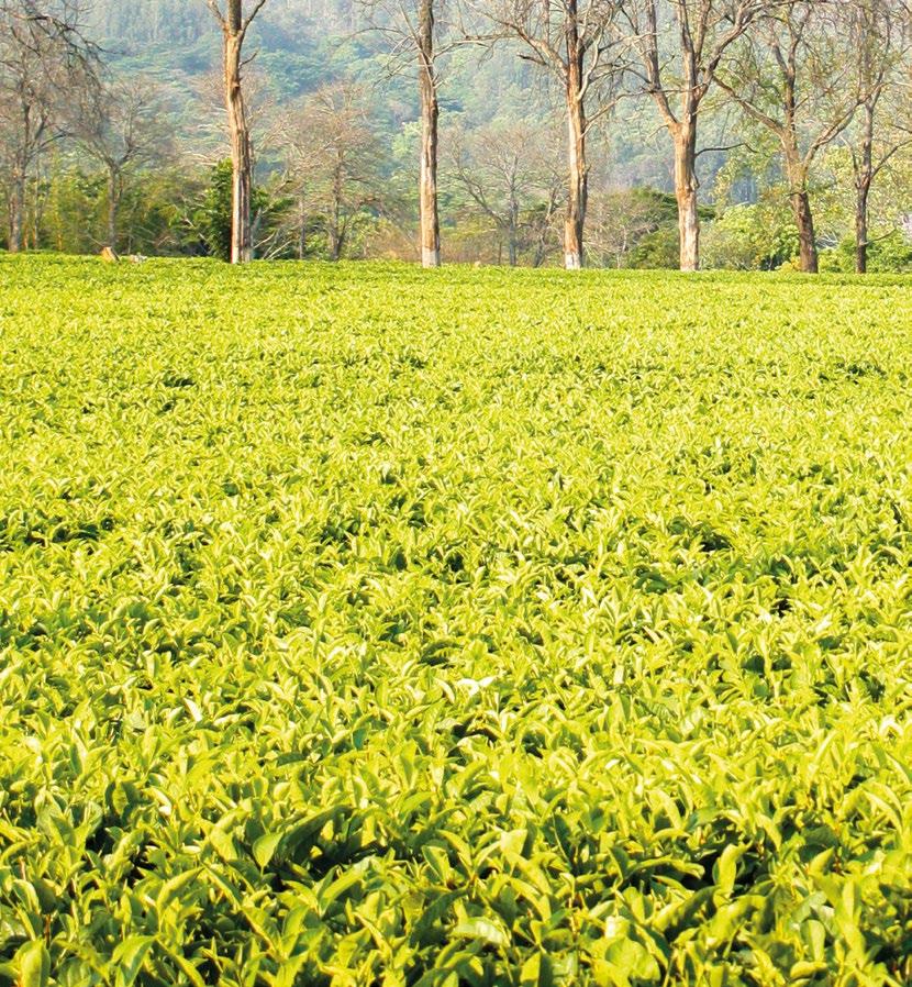 Malawi Tea 2020
