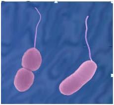sick from foodborne pathogens = [Hazard] x [Exposure] x