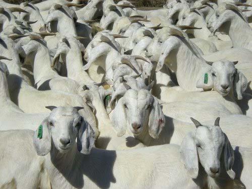 2849 Boer Goat,