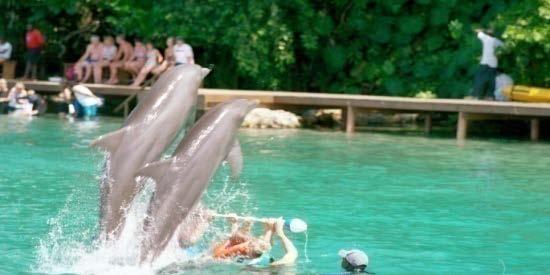 Dolphin Cove Limited Dec 2010: Listed on the JSE Junior Market 2011: Opened a second marine park in Lucea, Hanover Dolphin Cove Negril 2011: Purchased additional 3 acres to the 7-acre Ocho Rios