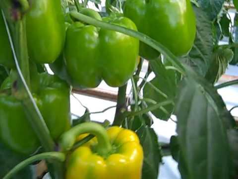 Production in 00 MT VEGETABLES Vegetables are an important segment in horticulture sector, occupying an area of 9.0 million ha during 2011-12 with a total production of 156.