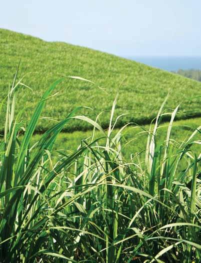 Chief Executive s Review CONTINUED At Xinavane estate a total of 2 598 hectares on privately owned and leased land is under sugarcane for small and medium scale farmers for delivery of cane, to its