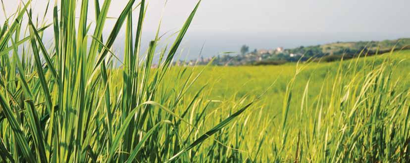 Sugarcane Fields on the North Coast of KwaZulu-Natal complaints received are monitored and appropriate corrective action is taken.