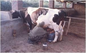 Developing Moga milk