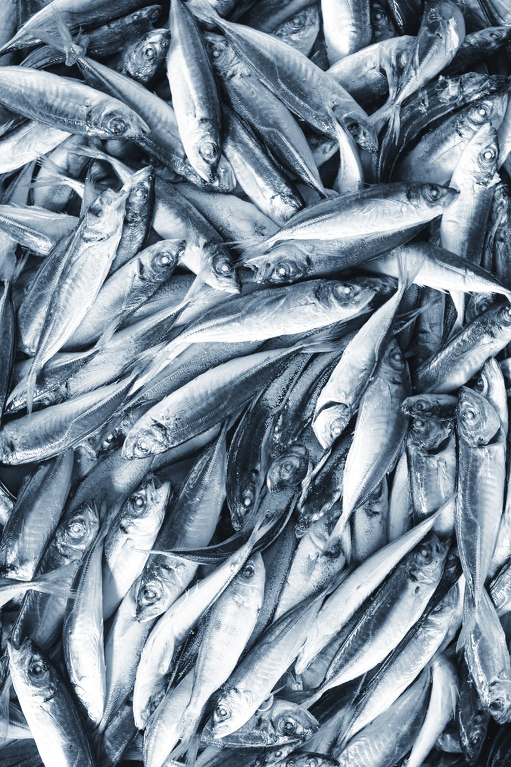 CFP discards ANNUAL COST Economic value of UK dumped fish 130 million