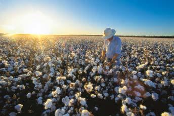 Bayer CropScience acquires U.S. cotton seed company Stoneville 55 Leverkusen. Bayer CropScience has completed the acquisition of u.s. cotton seed company Stoneville from Monsanto after the u.s. antitrust authorities approved the transaction.