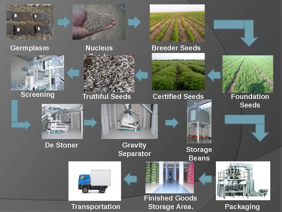 Our Production Process: A. Seed Production In seed production programme, our Company grows foundation seeds at the company s leased agricultural lands.
