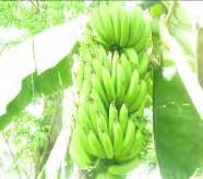 DADP Bora (Registration No.9) Production of Banana Farming in Ukerewe District Annex 3.11 Category: Agriculture Commodity: Banana Region/ LGA: Mwanza / Ukerewe DC Target Community: N.A Period: N.