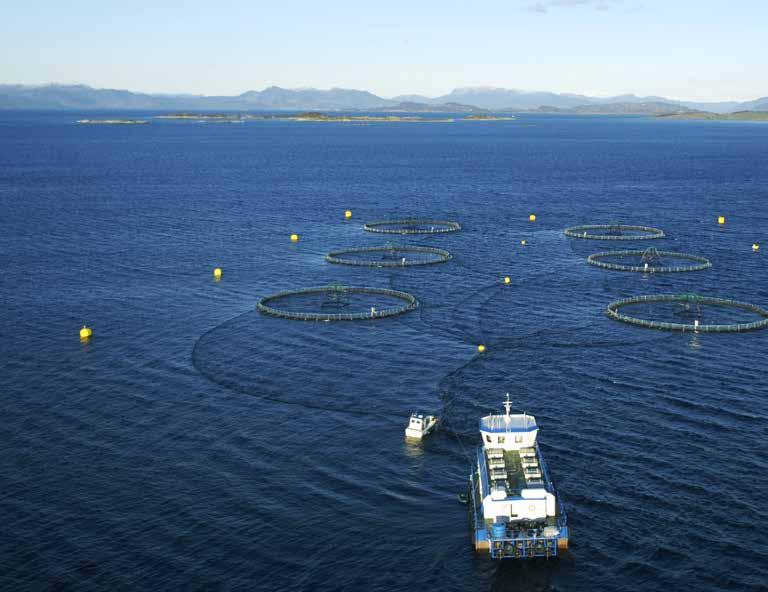 GRIEG SEAFOOD ROGALAND AS 18 367 TONS GWE 20 LICENSES Grieg Seafood Rogaland AS (GSFR ) farms salmon in Rogaland. The company has 18 seawater licences and two smolt licences.