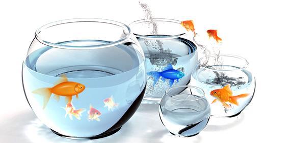 Different Fish in Different Pond Businesses at different stages of evolution Innovating and creating distinct businesses